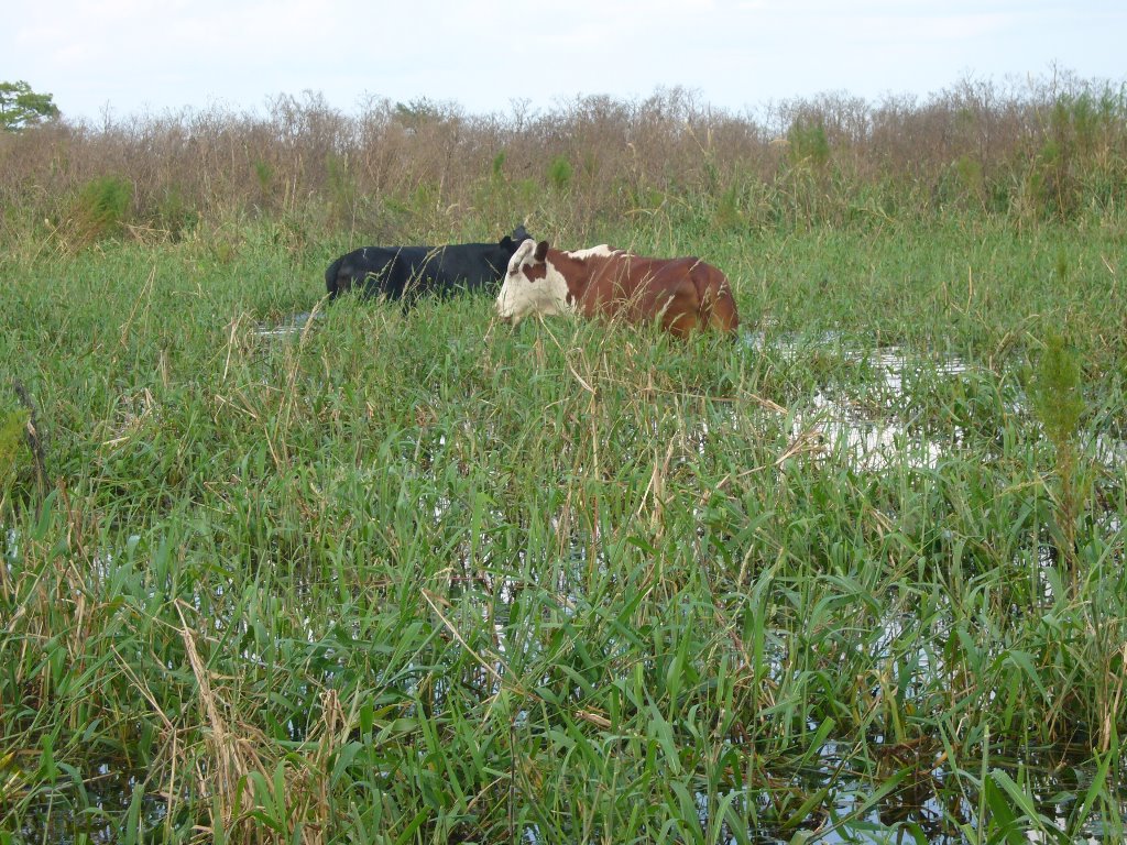 Cows Graving on grass in the river.  Yes--cows!